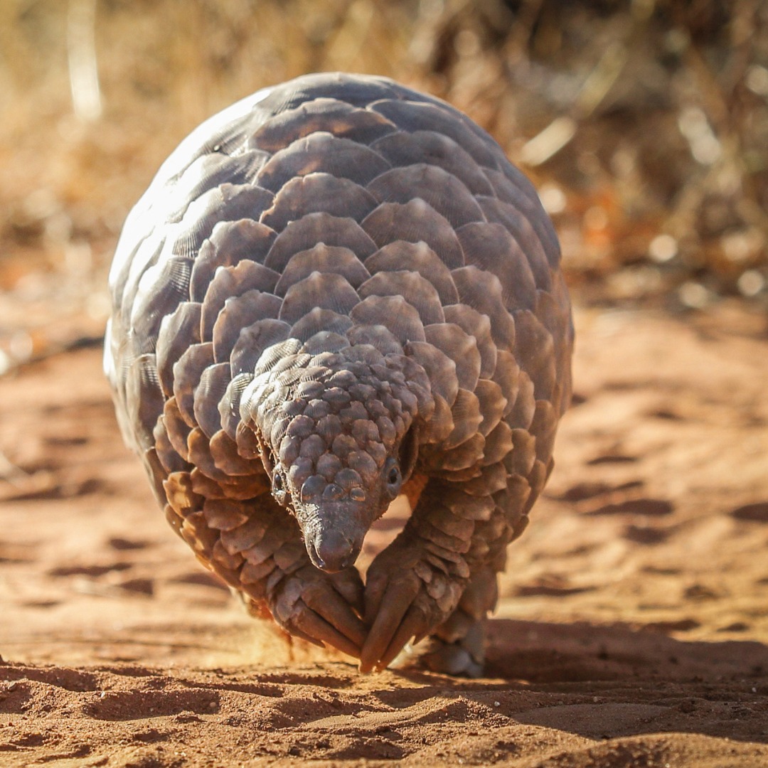Pangolin curled in defense