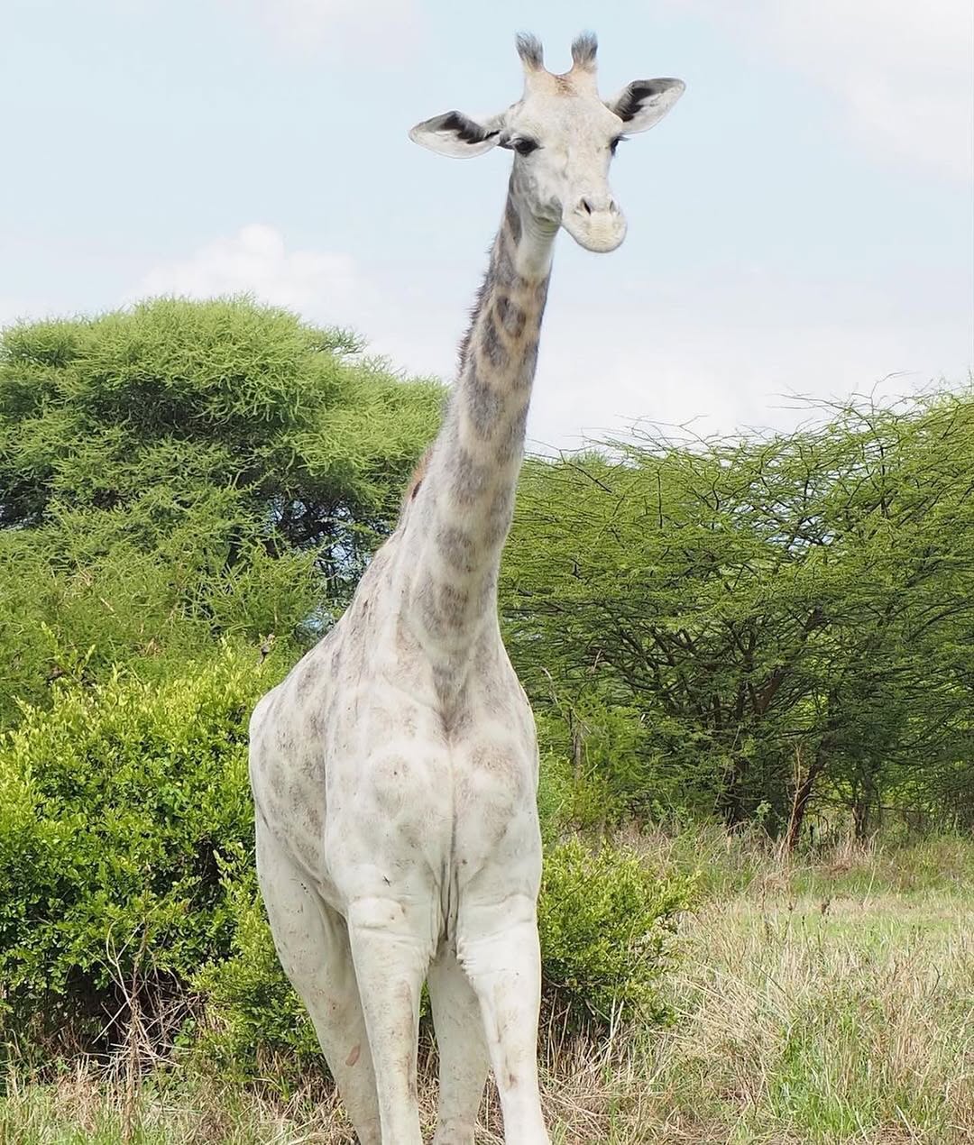 White Giraffe Kenya