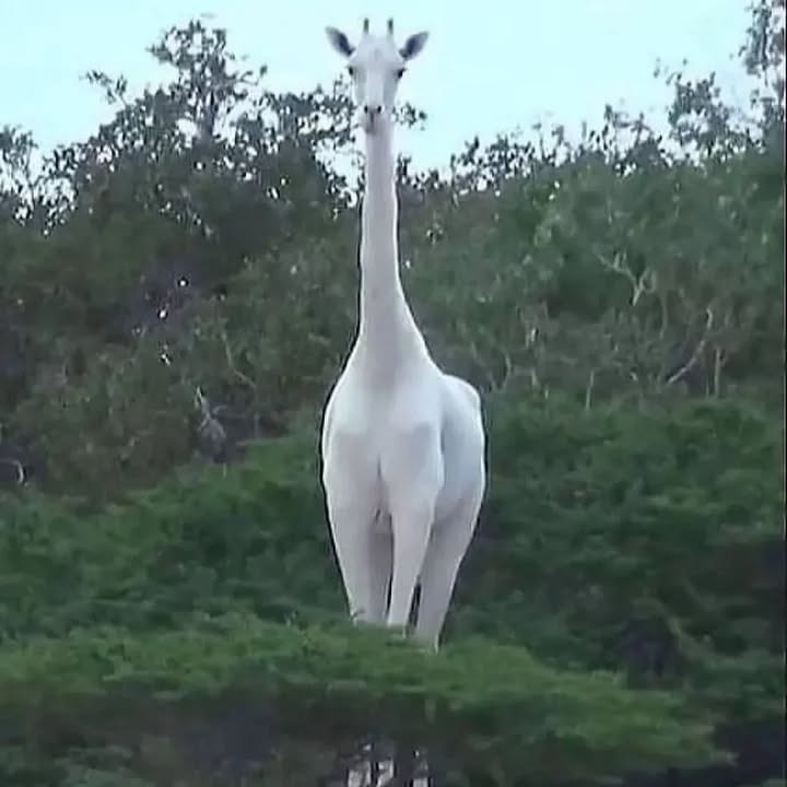 Rare White Giraffe in Kenya