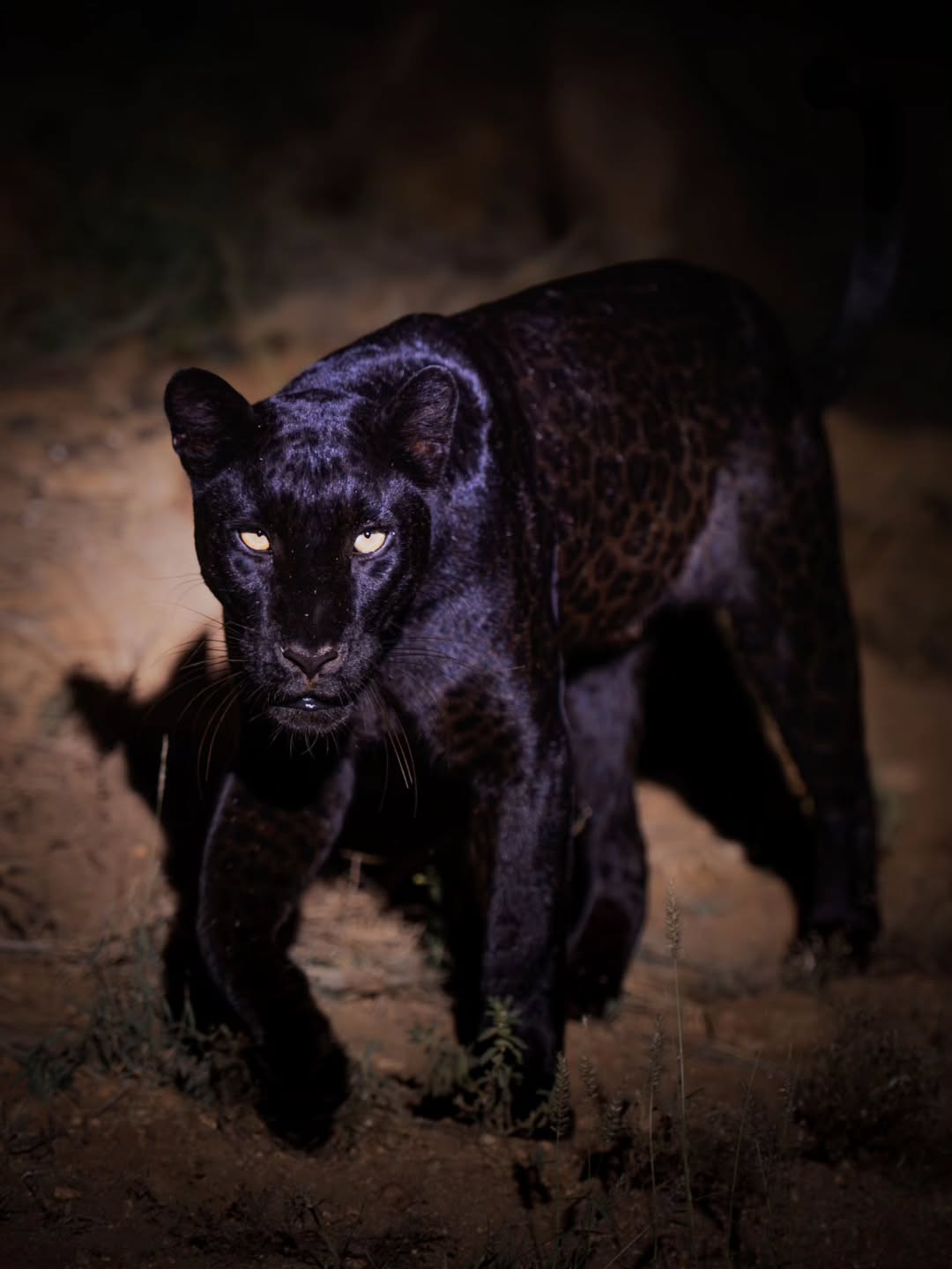 Black Leopard Laikipia