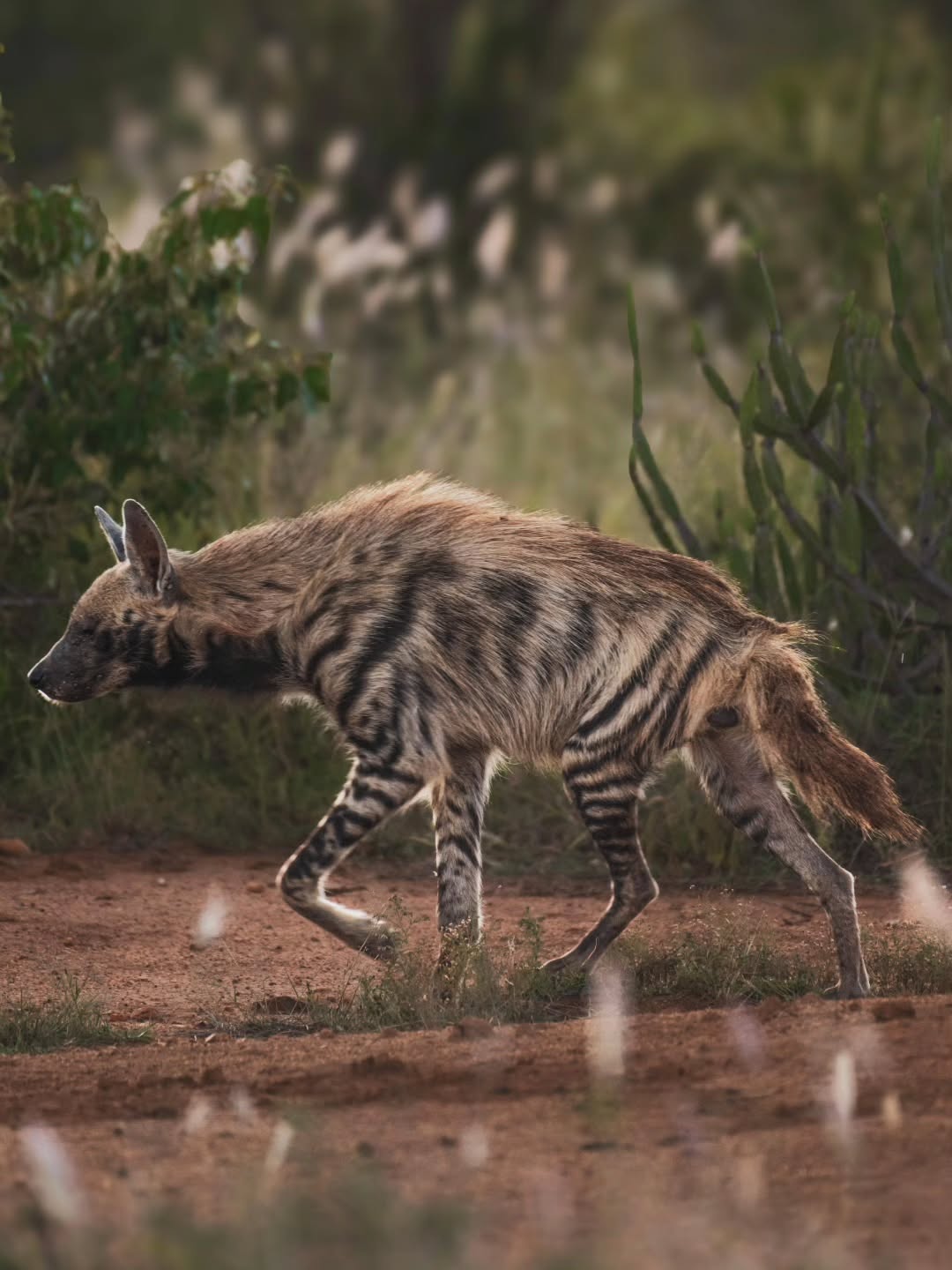 Aardwolf in Kenya