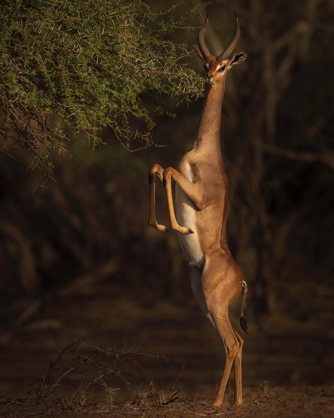 Gerenuk browsing