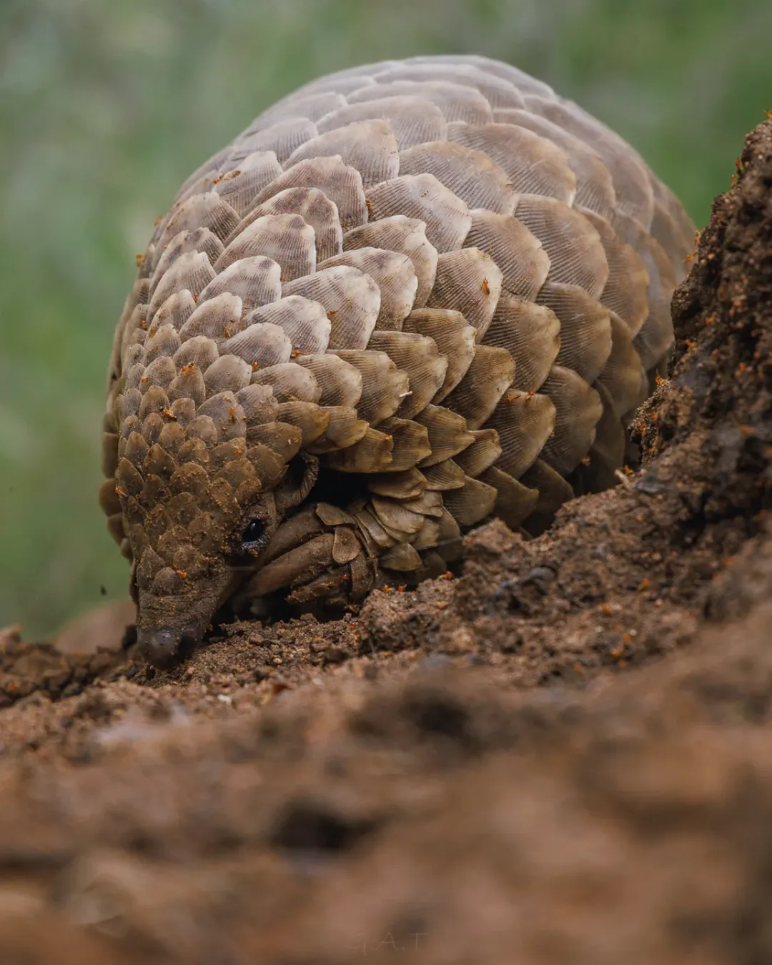 Pangolin Kenya