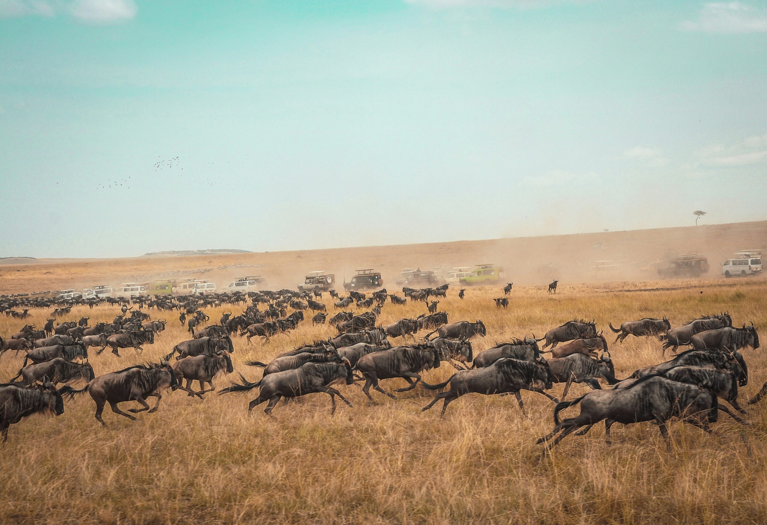 How much is Masai Mara per night? 3 harshil gudka aKcVSSDotgo unsplash 2 scaled