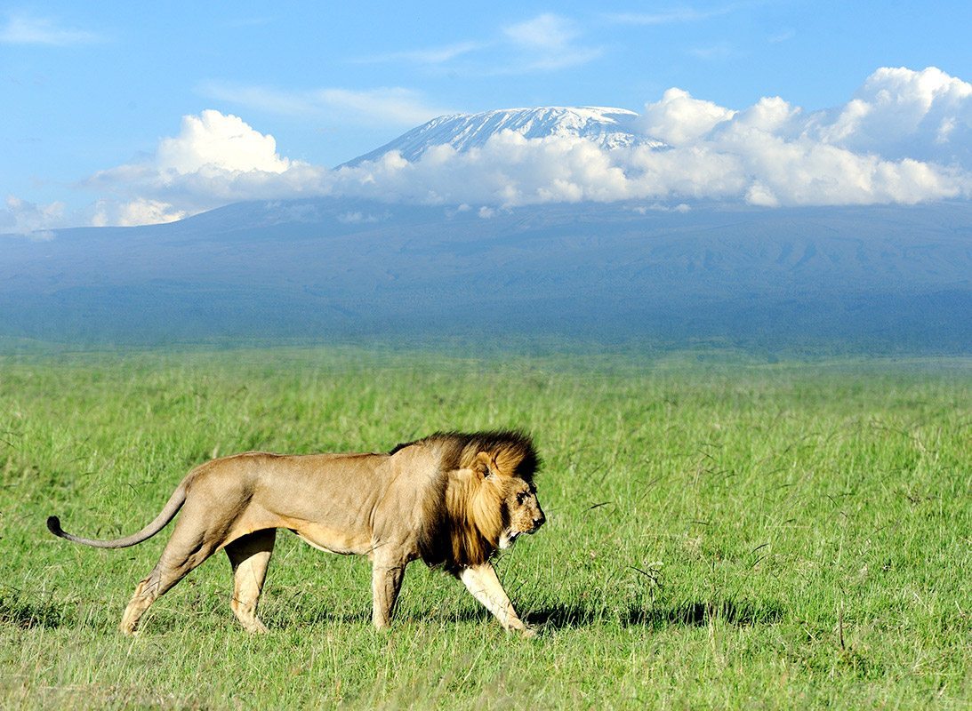 Lion in Amboseli National Park
