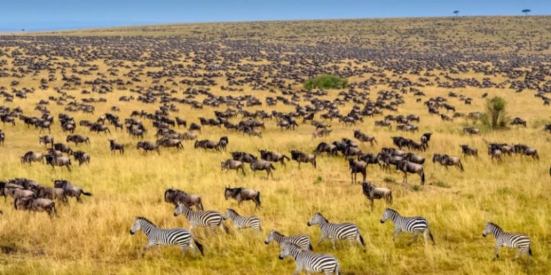 wildebeest-mara-migration